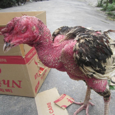 Phòng ngừa bệnh hen ở gà đá cựa siêu hay 25 benh hen gada