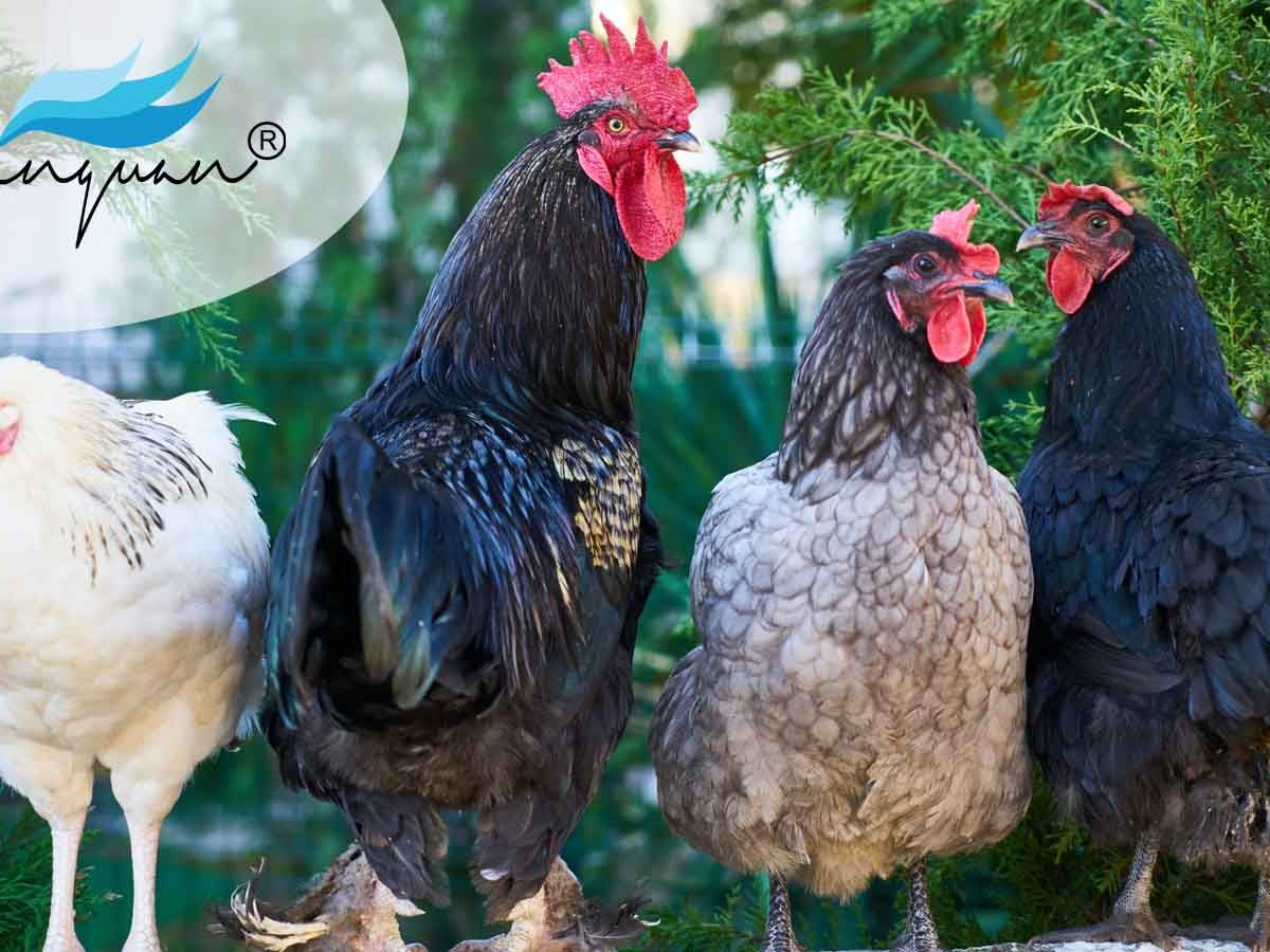 Cách chữa bệnh thiếu Vitamin ở gà đá siêu hiệu quả top 1 25 ga da