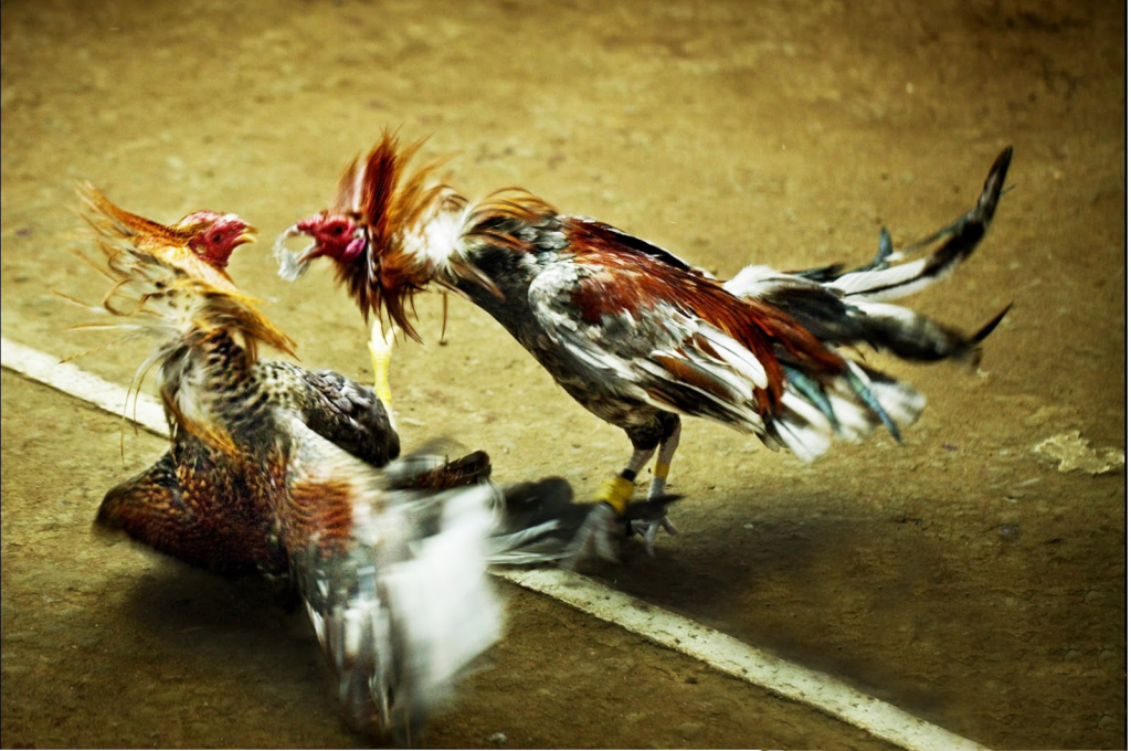 Cách chữa bệnh Viêm Phế Quản Truyền Nhiễm ở Gà Đá cực hay 23 gada