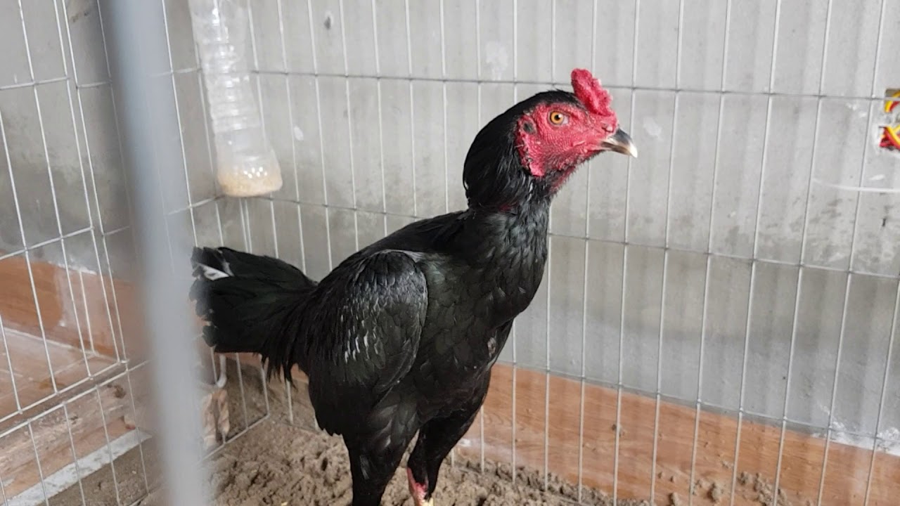 Cách chữa bệnh trúng độc muối ăn ở gà đá siêu nhanh và hiệu quả 20 ngo doc muoi o ga da