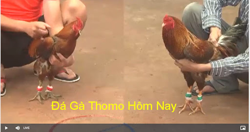 Cách xem đá gà thomo trực tiếp siêu nhanh nhất 2024 17 daga