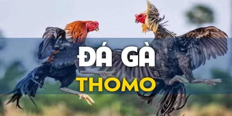 Những Quy Định Cần Biết của Trường Đá Gà Thomo 16 dagathomo88