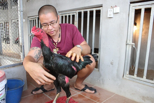 Kỹ thuật huấn luyện gà đá có được phản xạ tốt và lanh lợi 21 a042385d bi kip luyen chien ke nghin do 3