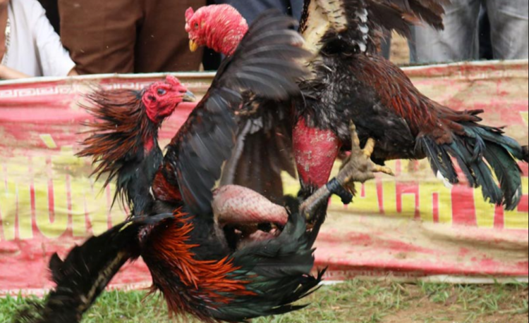 Cách dưỡng gà đá 10 ngày trước khi ra trường đầu 10 cach huan luyen chien ke dat chat luong