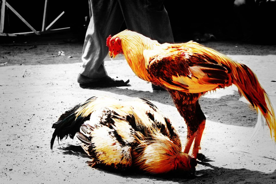 Các bước huấn luyện một con chiến kê thành tài 12 dagacua