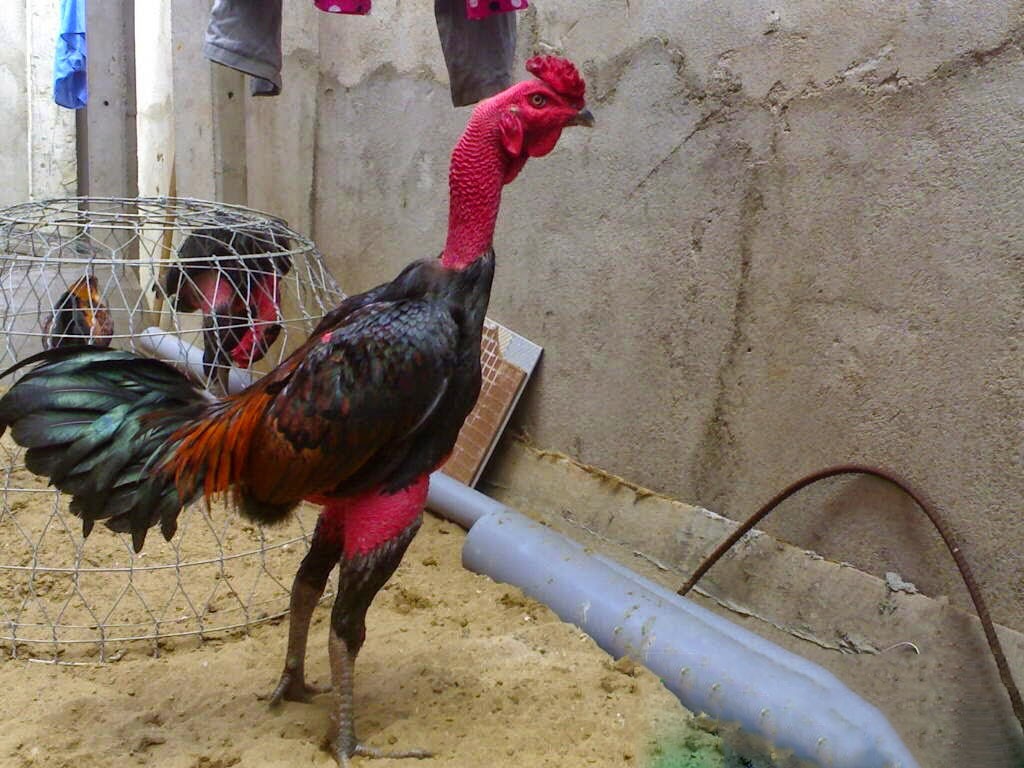 Cách dùng thuốc đá gà sao cho hiệu quả nhất 2024 18 gada79