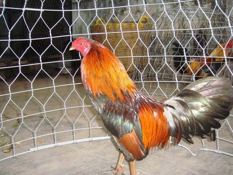 Màu gà đá cựa sắt thịnh hành nhất 2024 22 huan luyen ga tre da 1