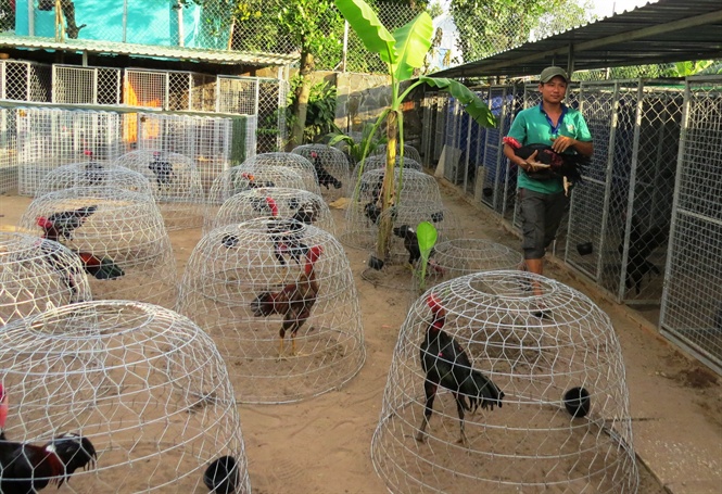 Nuôi gà đá bằng các tiêu chí chăm sóc chuẩn không cần chỉnh 28 phuong phap nuoi ga choi huan luyen hay ga tai 3 1