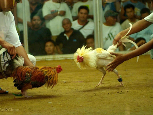 Top 10 Trường Đá Gà Nổi Tiếng Ở Đông Nam Á 12 truong da ga