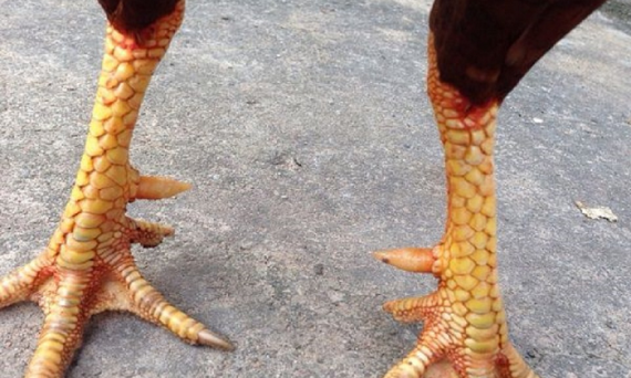 Vảy gà đá đẹp cần phải chú ý những điều này? 15 cach chon vay ga 1