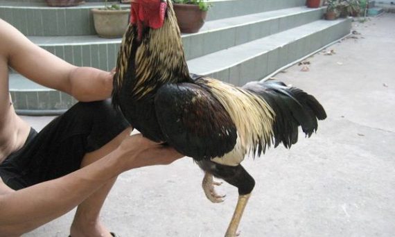 Phục hồi sức khỏe cho gà đá cựa sau trận đấu 4 cach phuc hoi hieu qua dac diem ga cao lanh