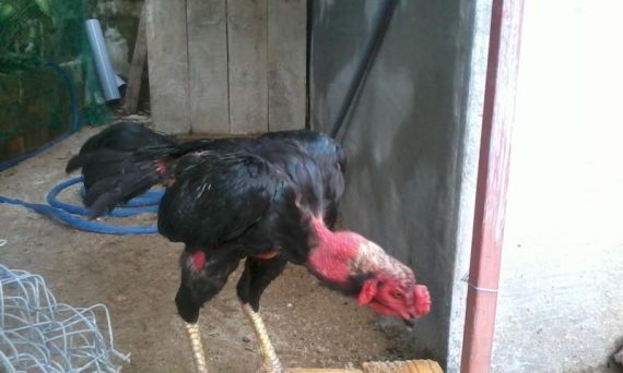 Cách chọn gà đá tơ chuẩn không cần chỉnh 100% 16 chon ga da