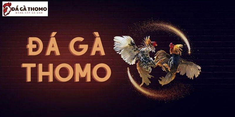 Những Điều Lưu Ý Khi Xem Trực Tiếp Đá Gà Thomo 2024 22 daga thomo