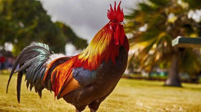 Các Màu Gà Kỵ Nhau và Những Điều Anh Em Sư Kê Cần Lưu Ý 16 dagathomo hay