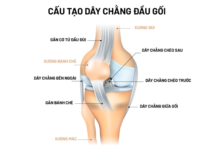 Cách Chữa Gà Chọi Bị Đau Đầu Gối Siêu Hay 22 ga choi daugoi