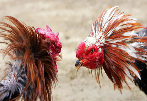 Cách trị gà đá cựa bị phù một cách hay nhất 1 gadacua