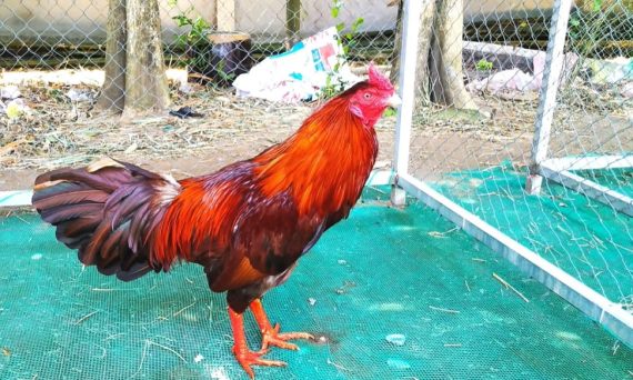 Ngoại hình gà đá và một số yếu tố quan trọng nhất 12 gadacuasat