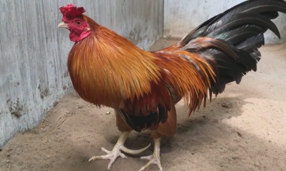 Tăng cơ gà đá đúng kỹ thuật mang lại hiệu quả cao 18 tang co ga choi