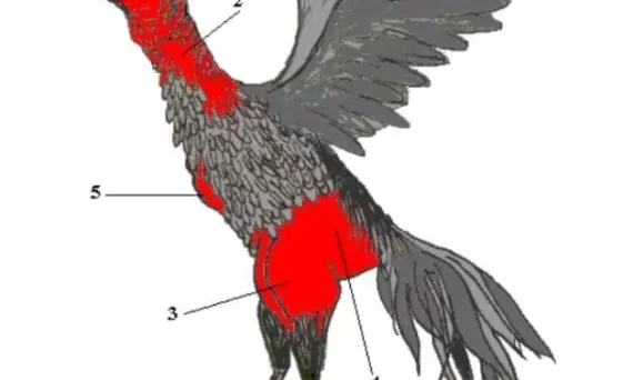 Tử huyệt gà đá cựa mà các sư kê cần biết 22 vi tri tu huyet cua ga choi