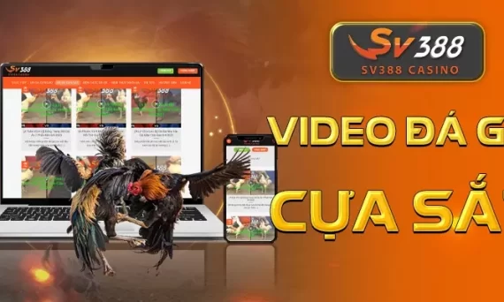 Đá Gà Trực Tiếp: Hiện Tượng Trò Chơi Trực Tuyến Hot Trend 2024 4 video da ga cua sat