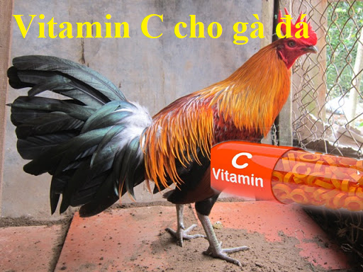 Cung cấp vitamin C cho gà đá đúng cách 25 vitamincchoga
