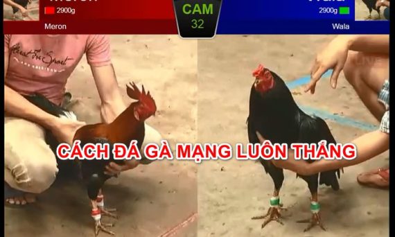 Mẹo đá gà thomo luôn thắng 100% có thật không? 10 CACH DA GA MANG LUON THANG