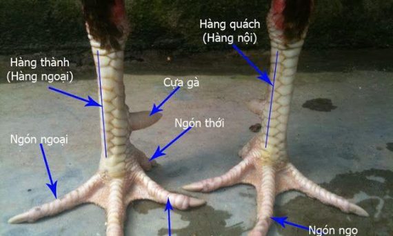 Top vảy gà đá đẹp và độc lạ cần ghi nhớ 13 chon theo vay ga