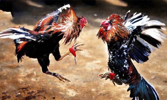 Top 5 nhà cái đá gà trực tuyến uy tín chất lượng nhất Việt Nam 28 da ga truc tiep