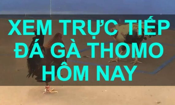 Phần Mềm Trực Tiếp Đá Gà Thomo: Một Sự Lựa Chọn Tiện Lợi Cho Dân Chơi 1 dagathomosv388