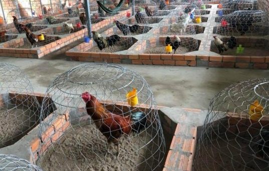 Nuôi gà chọi máu chiến bằng phương pháp đặc biệt 27 nuoi ga da