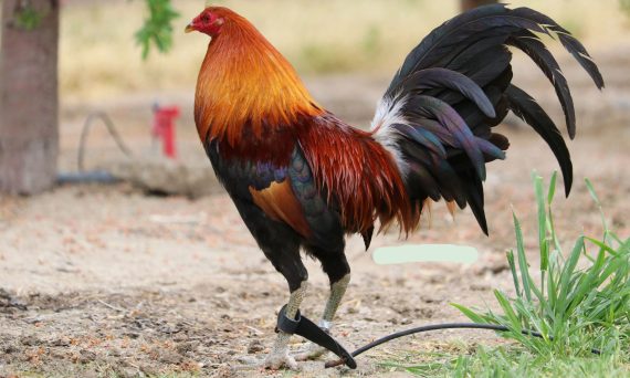 Các giống gà đá cựa sắt siêu hay nổi tiếng nhất thế giới 16 tong hop cac giong ga da my noi tieng nhat hien nay 1763 4