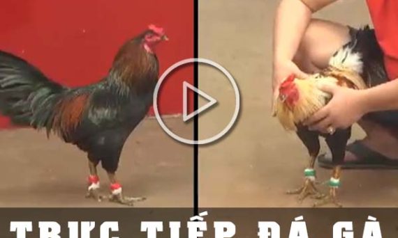 Tool hack đá gà thomo liệu có thật hay không? 15 truc tiep da ga 1