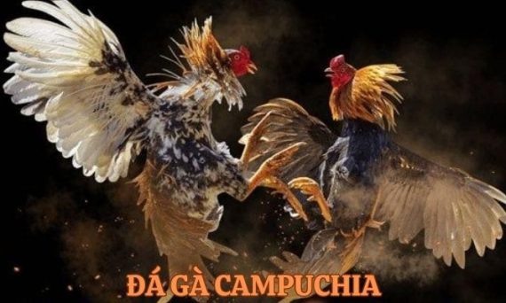 Game đá gà Campuchia thu hút hàng nghìn dân chơi gà Việt 19 da ga campuchia