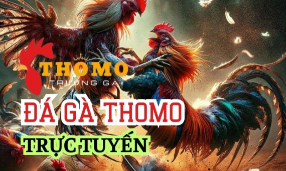 Cách xem trực tiếp đá gà Thomo không bị tại Việt Nam 1 dagathomo88