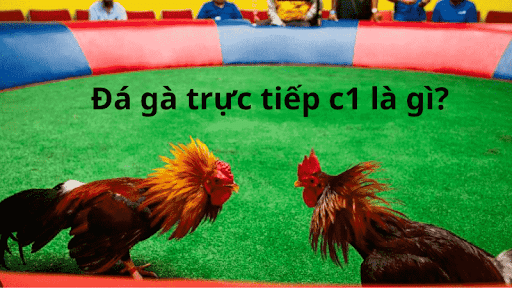 Đá gà trực tiếp hôm nay - Thế giới giải trí trực tuyến số 1 Việt Nam 7 dagatructiep c1