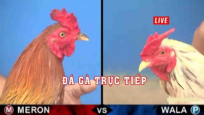 Xem trực tiếp đá gà Thomo bình luận tiếng Việt trang nào? 1 dagatructiepthomo