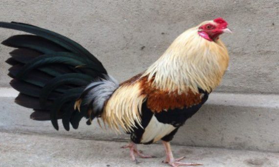 Những giống gà đẹp nhất thế giới 12 ga tre da 1