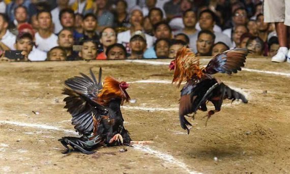 Top trường đá gà nổi tiếng mà anh em trong nghề cần biết 11 Top tips da ga truc tuyen