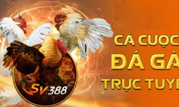 Đá gà trực tuyến thu hút khách siêu khủng tại Việt Nam 15 ca cuoc da ga thomo truc tuyen