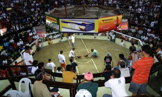 Đá gà Campuchia nơi những dân cờ bạc hốt tiền đem về 26 dagacampuchia