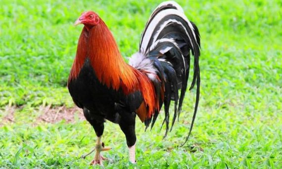 Các giống gà đá siêu hay nổi tiếng nhất thế giới 7 ga da sieu hay