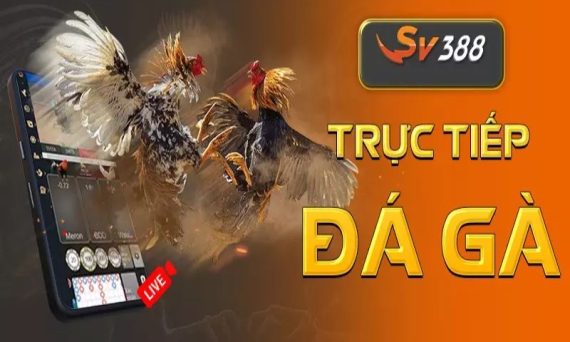 Top website đá gà trực tuyến uy tín và chất lượng nhất tại Việt Nam 15 sv388 da ga truc tuyen