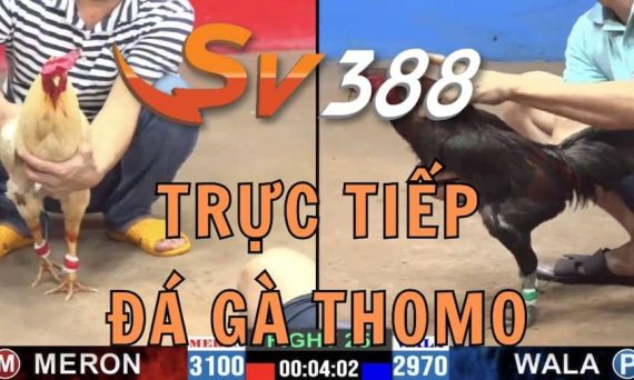Kênh Đá Gà Trực Tiếp Uy Tín Nhất Hiện Nay: Trường Đá Gà Thomo 4 truc tiep da ga thomo 1