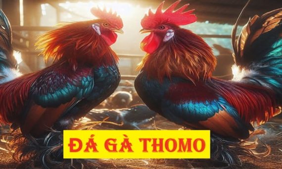 Đá Gà CPC: Nơi Giải Trí Đỉnh Cao Hàng Đầu Châu Á 28 Da ga thomo 1