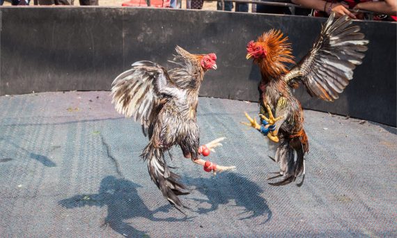 Chiêu đá gà chí mạng giết chết đối thủ trong nháy mắt 3 chieu ga da