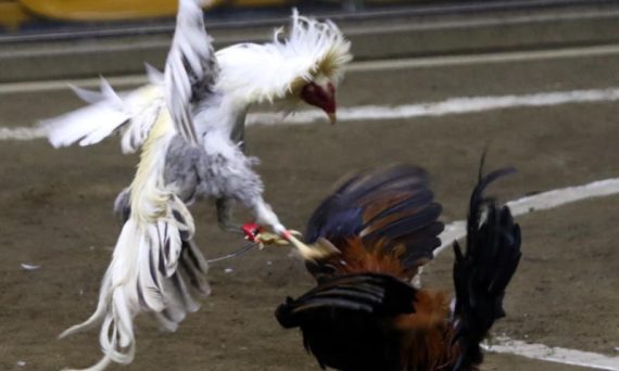 Tiêu chí đánh giá chiến kê hoàn hảo và toàn diện cần biết 16 da ga truc tiep