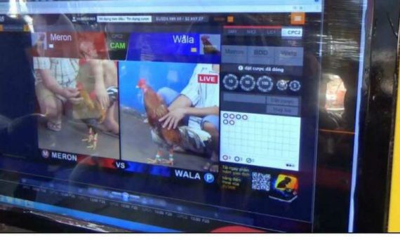 Xem Đá Gà Qua Mạng trào lưu hot nhất internet hiện tại 21 daga qua mang