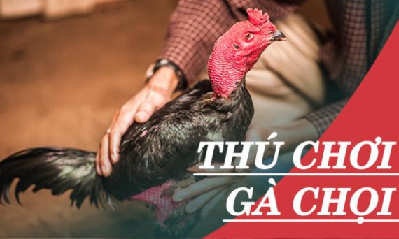 Đá gà chọi Thái Lan có nhiều giải đấu máu lửa đáng xem nhất 4 dagachoi