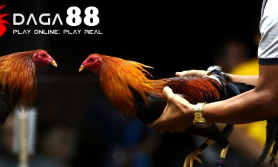 Đá gà 88 web trực tiếp đá gà được nhiều người xem nhất 20 truc tiep da ga 88