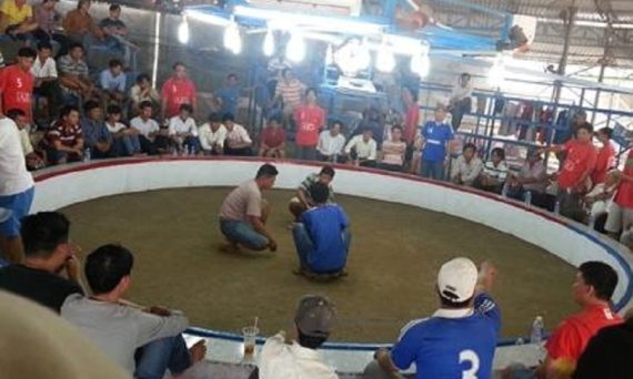 Trường Đá Gà Biên Giới: Nơi Tụ Họp Của Những Dân Cá Cược Chuyên Nghiệp 10 truong ga campuchia 1